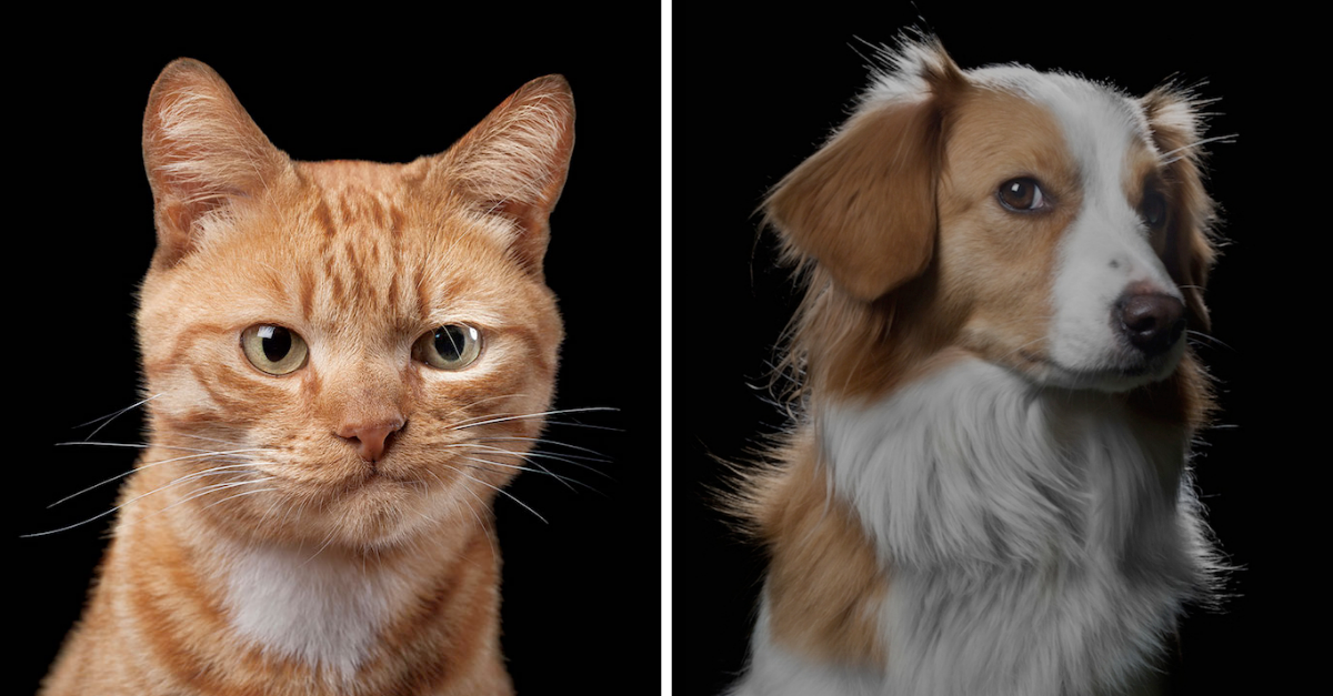 These Portraits Capture Unique Quirks & Expressions Of Pet Animals