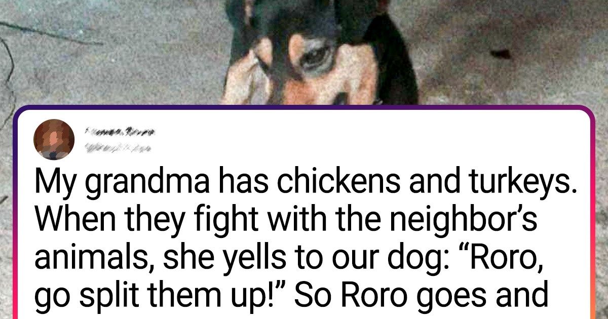 20 Animals Who Were More Smarter Than Their Humans Thought - grandgoldman.com