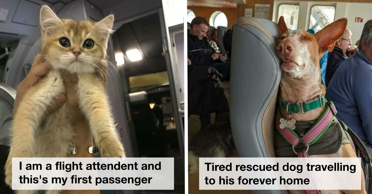 50 Animals Who Traveled And Behaved Better Than Most People - grandgoldman.com