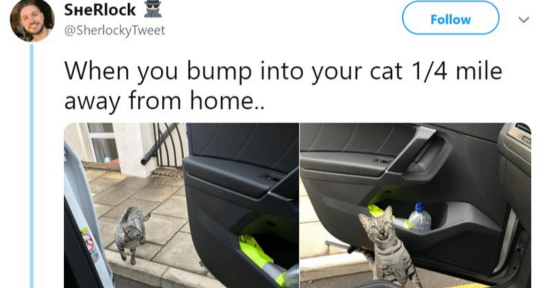Hilarious Animal Tweets By British People That Will Make You Chuckle