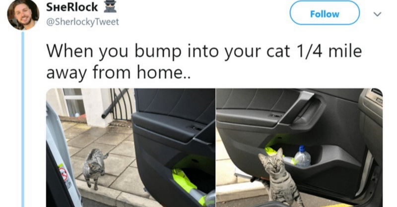 Hilarious Animal Tweets By British People That Will Make You Chuckle