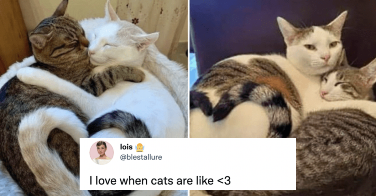 16 Tweets About Animals That Will Make Your Day Better