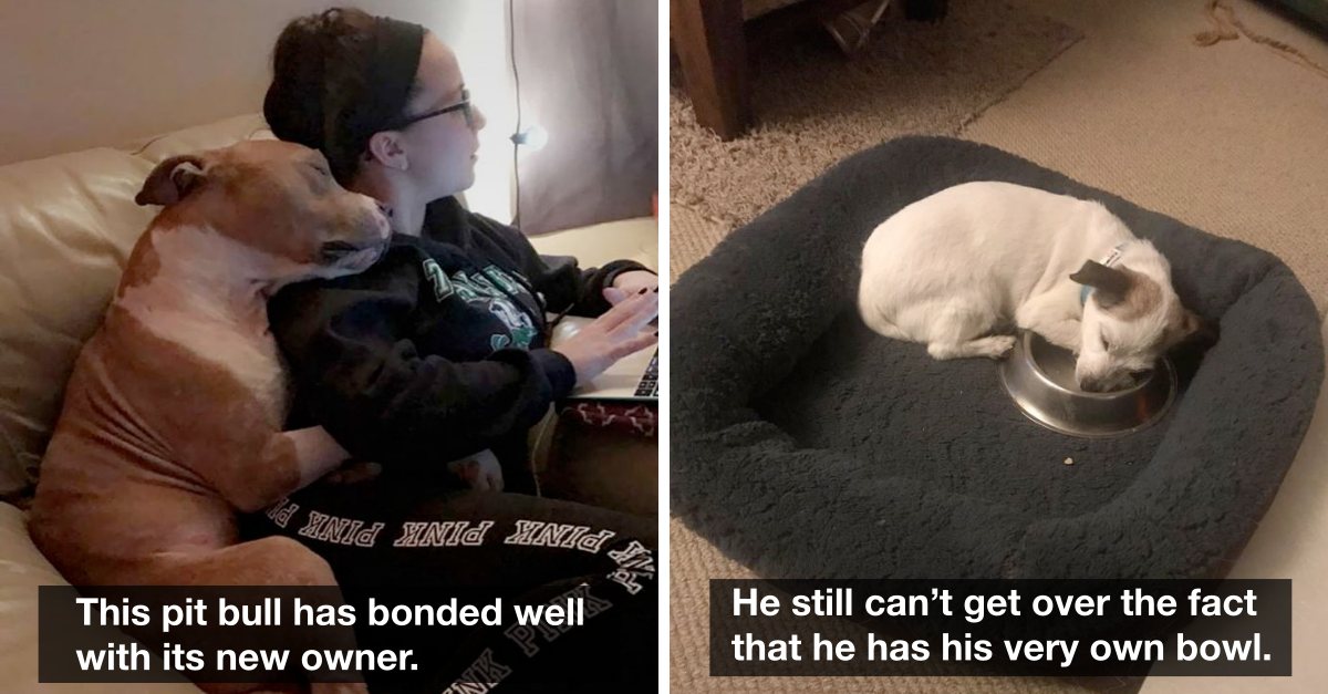 19 Animals That Were Adopted Into New Homes With Lots Of Love