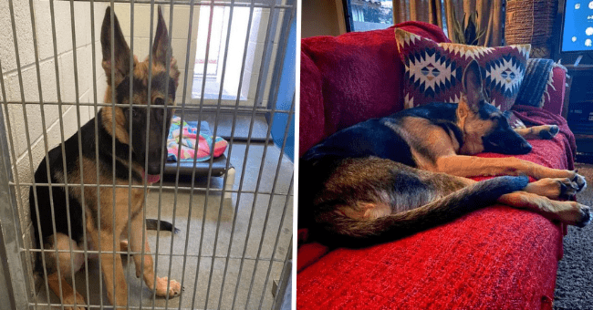 Before And After Adoption Photos Of Pets Who Got A Second Chance At Life - grandgoldman.com