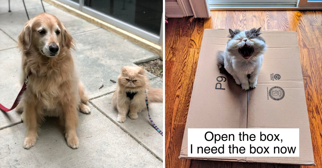 20 Dramatic Animals Who Should Get An Oscar For Their Acting