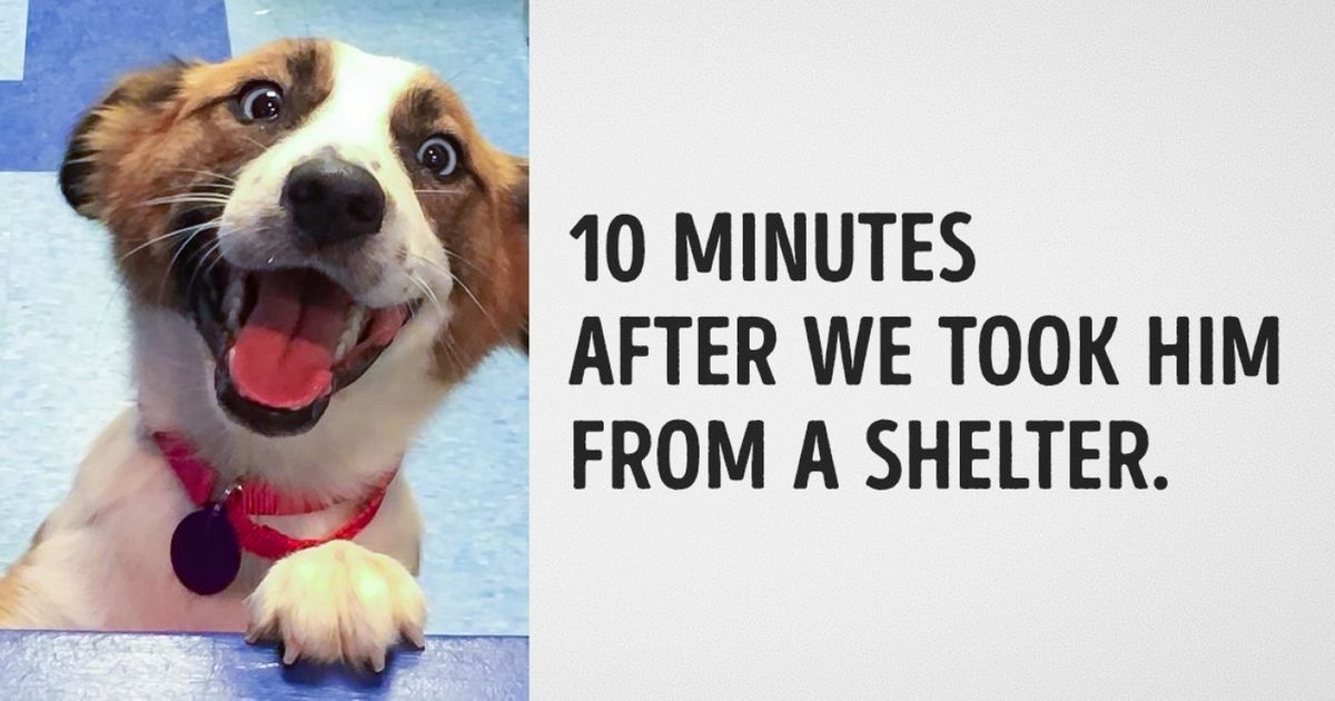15 Wholesome Pictures Of Animals Before And After They Were Adopted From The Shelter