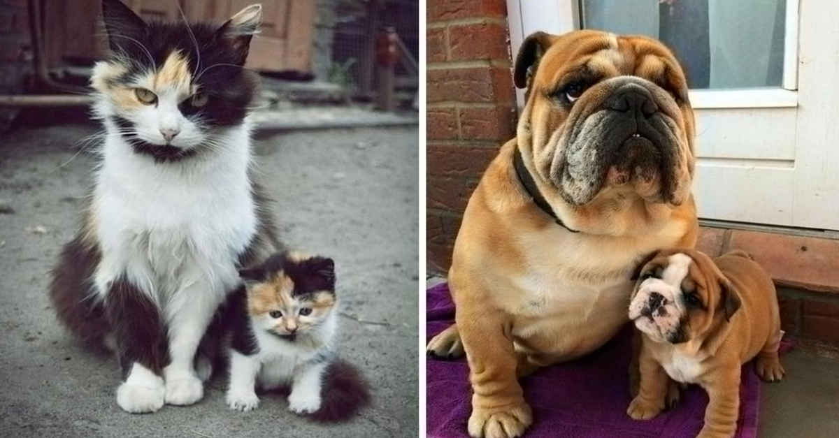 35 Cute Animals With Their Mini Versions of Themselves