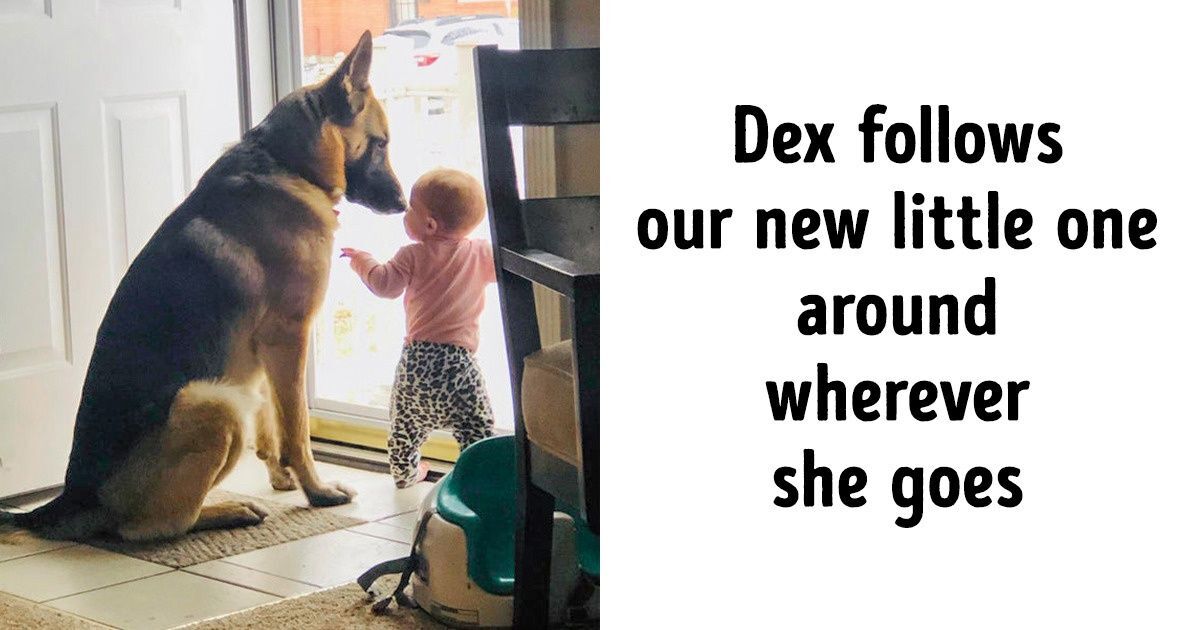17 Pets That Are Full Of Unconditional Love And Care For Their Humans
