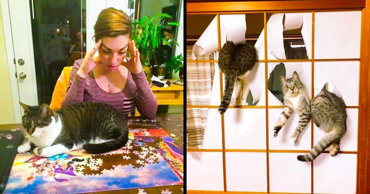 20 Comical Photos That Prove Some Animals Are Really Big Jerks