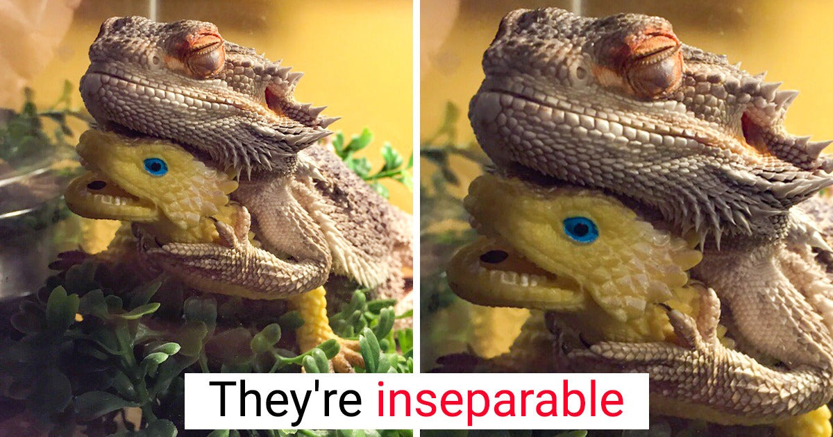 16 Adorable Pics That Prove Animals Can Literally Bond With Everyone