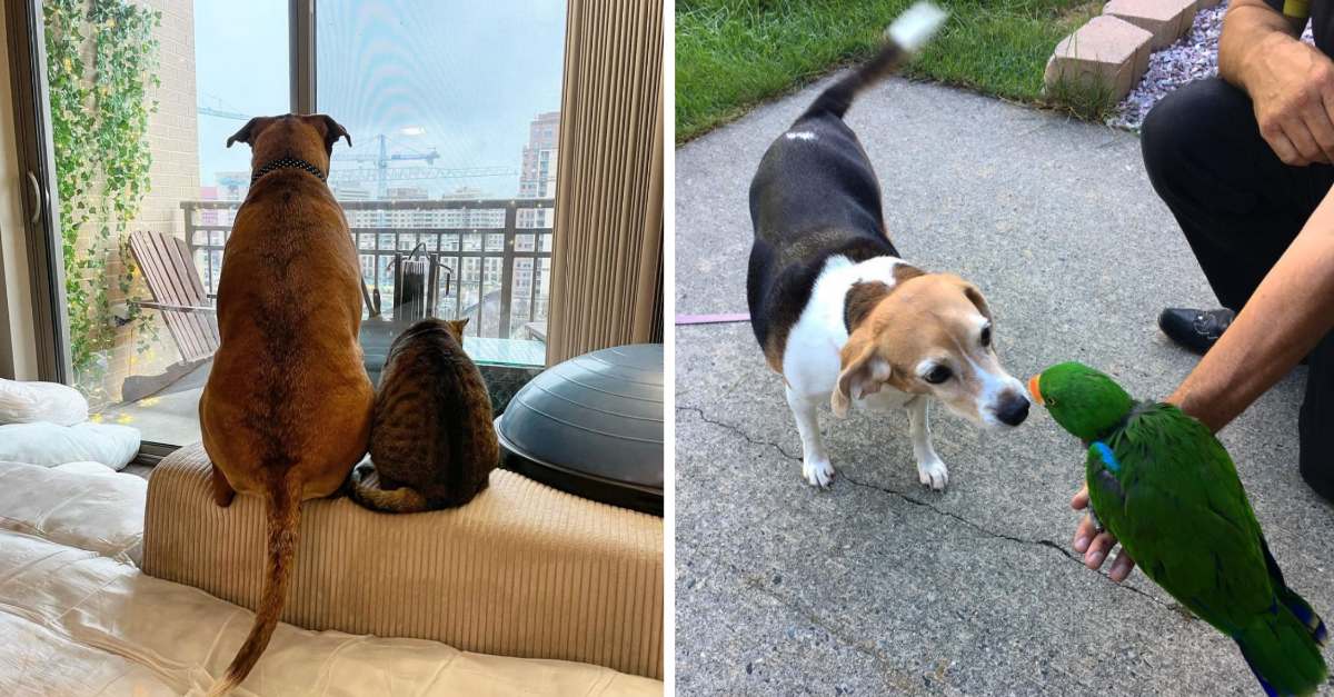 25 Doggos Being Bros With Other Animals That Prove They Are The Most Friendly Creatures - grandgoldman.com