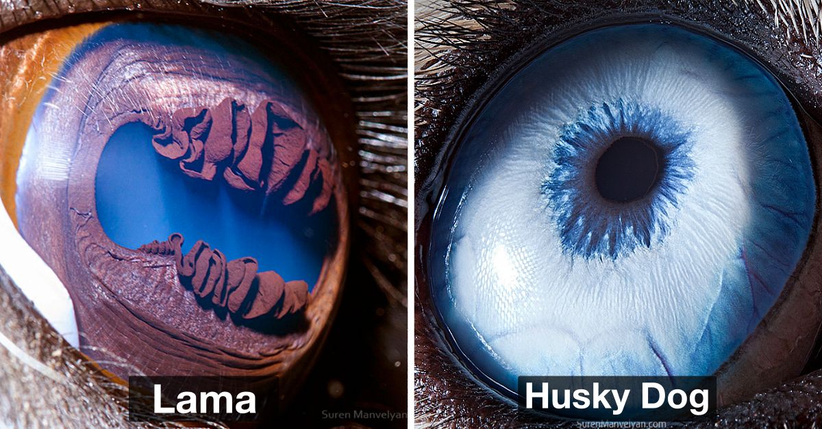 Photographer Captures Breathtaking Photos That Show How Unique Animal Eyes Are - grandgoldman.com
