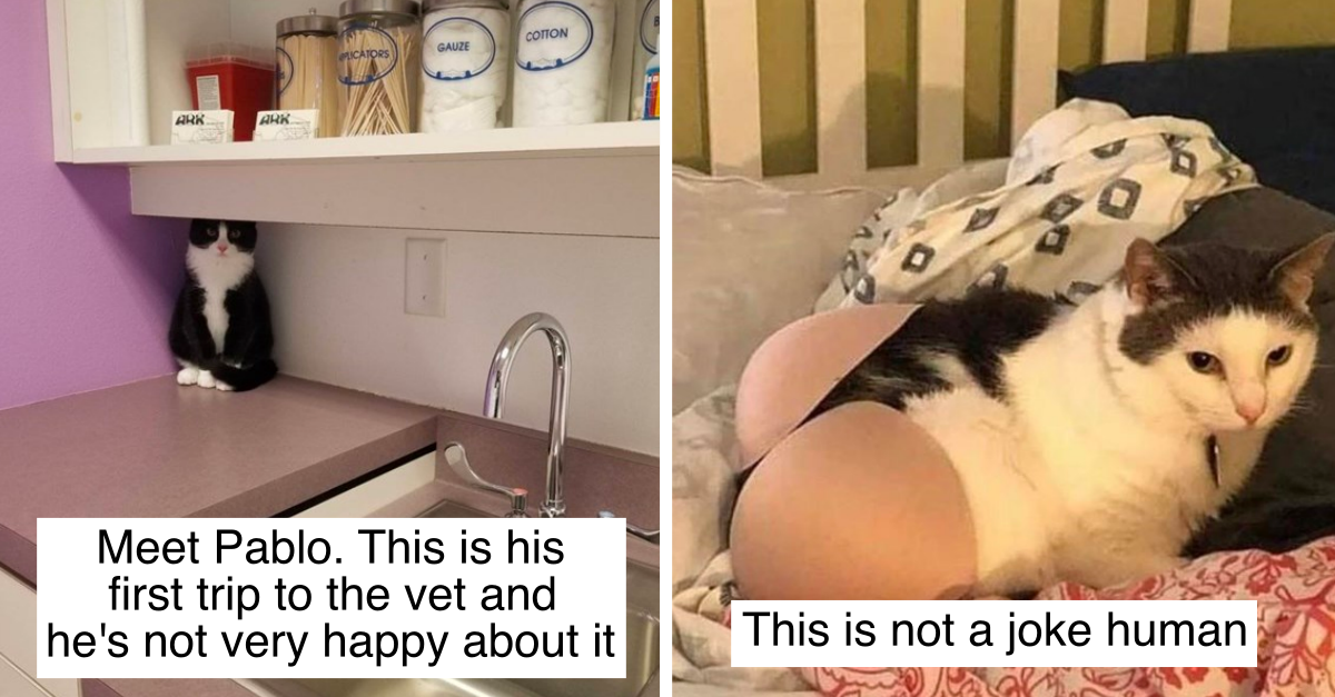 20 Hilarious Photos Pets Entertaining Their Owners And Keeping The Stress Away