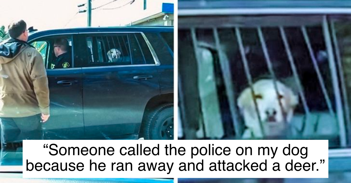 25 Photos Of Pets That Are Having A Bad Day (Even Worse Than Yours)