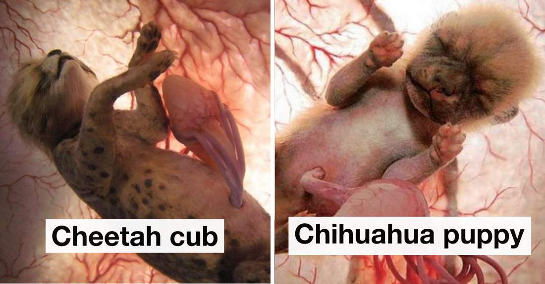 15 Astonishing Pictures Of Animals In The Womb That Will Leave You Mesmerized