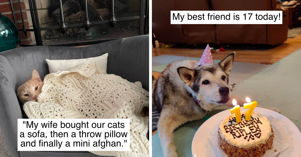 19 Photos Of Sweet Animals That Are Living The Life They Deserve