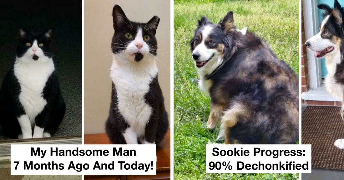 30 Overweight Animals Who Had An Amazing Weight Loss Transformation