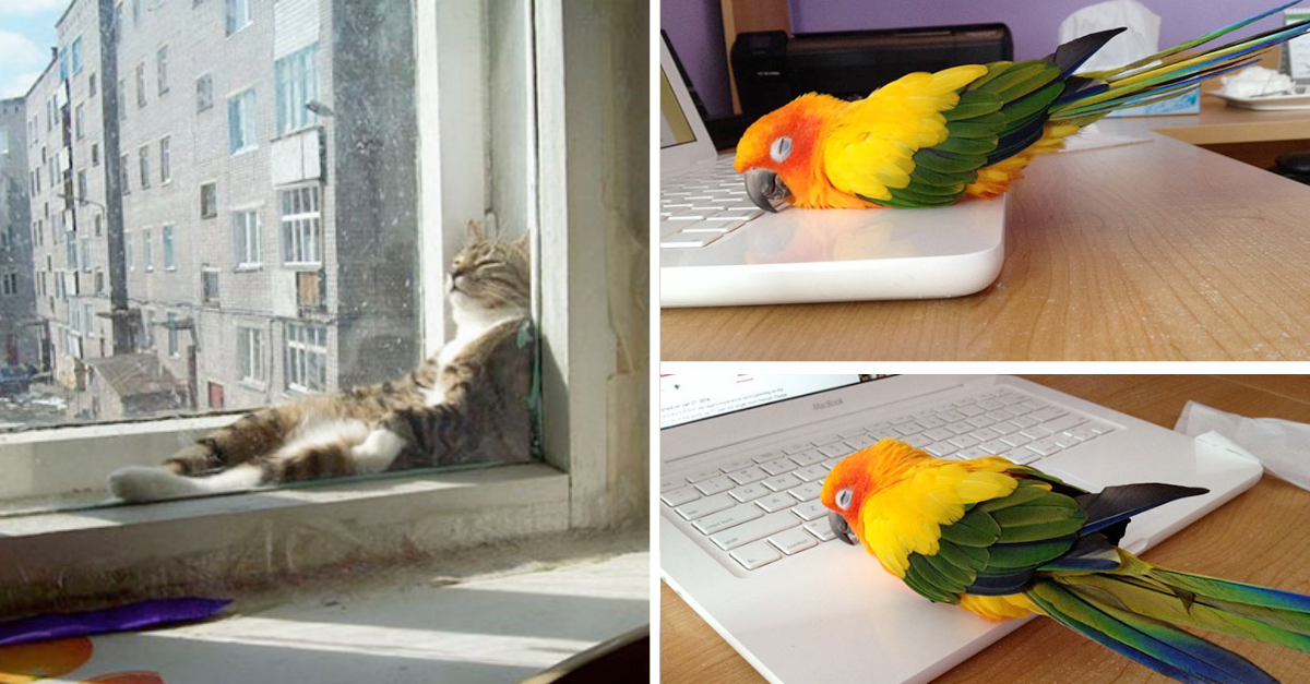 50 Animals Who Just Love Warmth More Than Anything