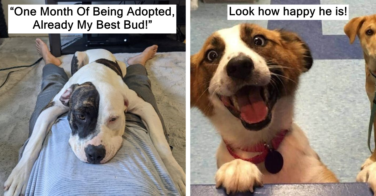 19 Animals That Found Love In Their New Homes