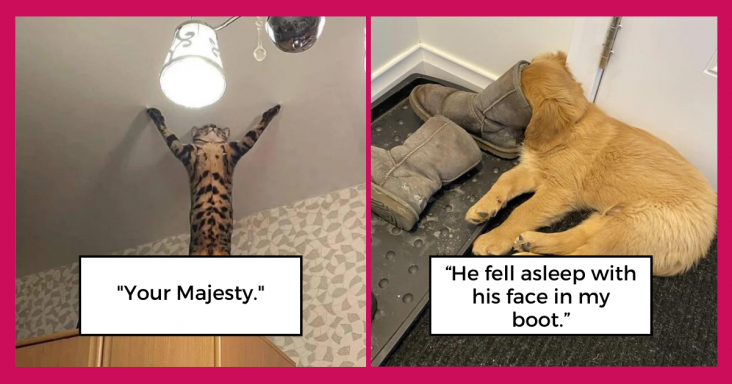 16 Chaotic Animals Who Made Their Owners Lives Difficult