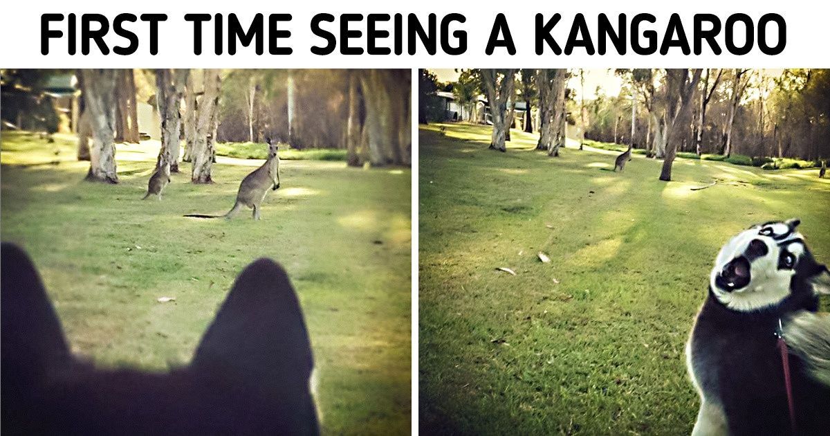 20 Animals That’ll Take Away Your Blues