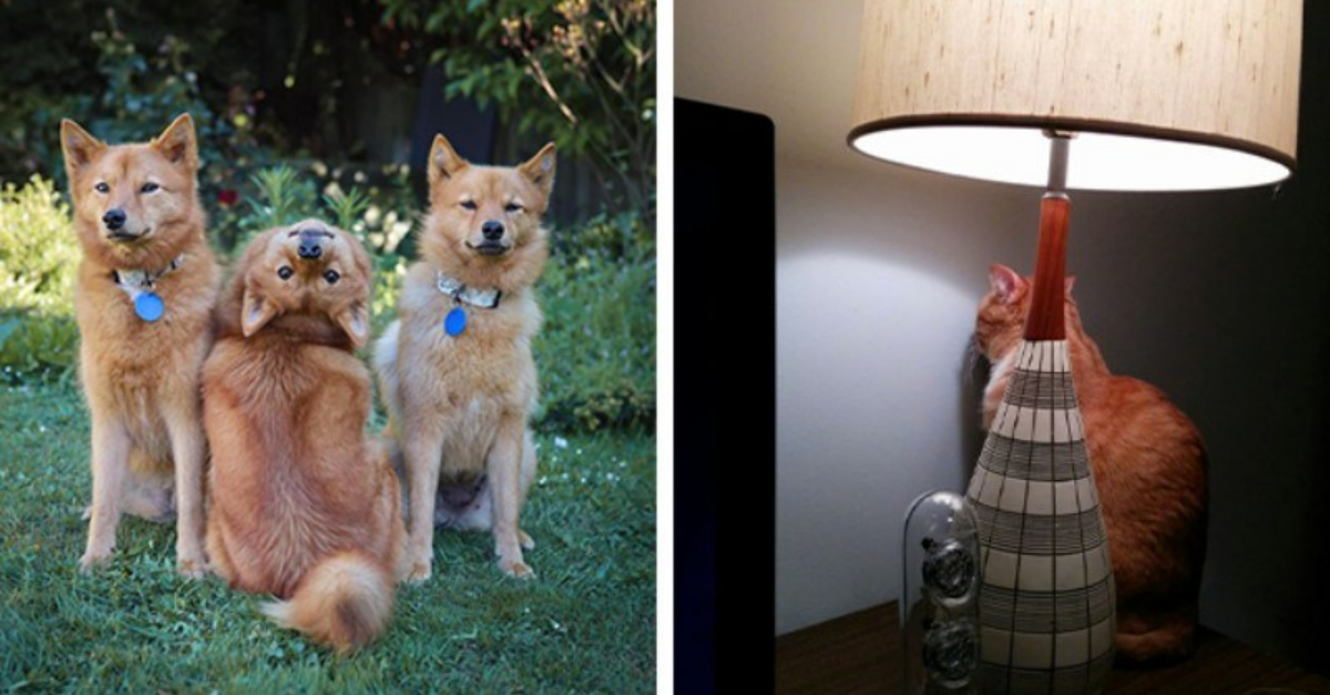 17 Cats And Dogs That Suddenly Stopped Functioning - grandgoldman.com