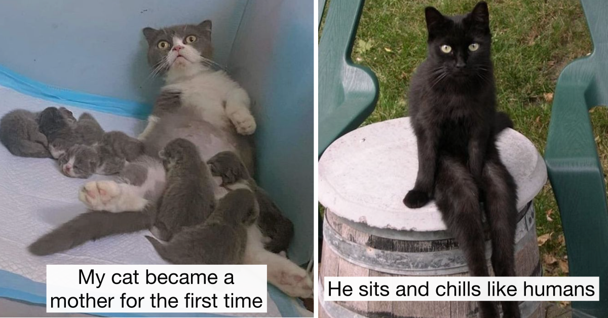 20+ Pics Of Animals That Will Convince You That They Are Just Humans In Disguise