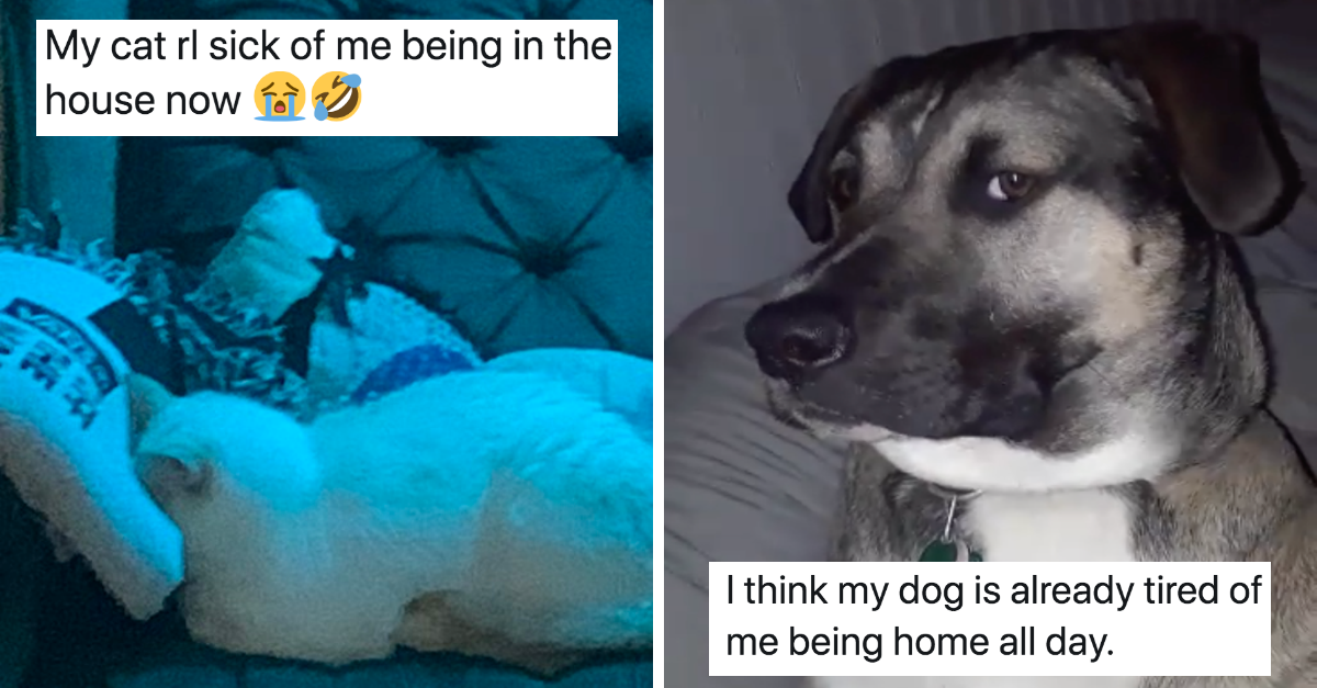 15 Cats and Dogs That Are Done With Quarantine