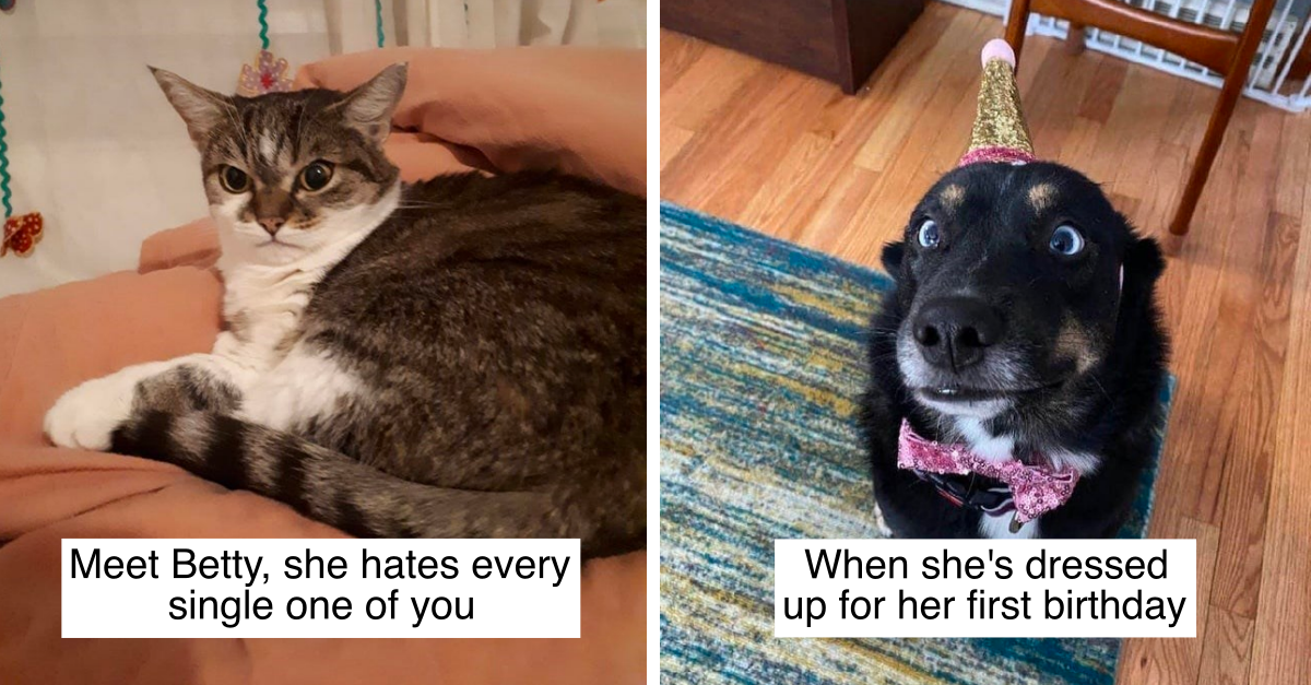 20 Photos To Give You The Weekly Dose Of Adorable Animals