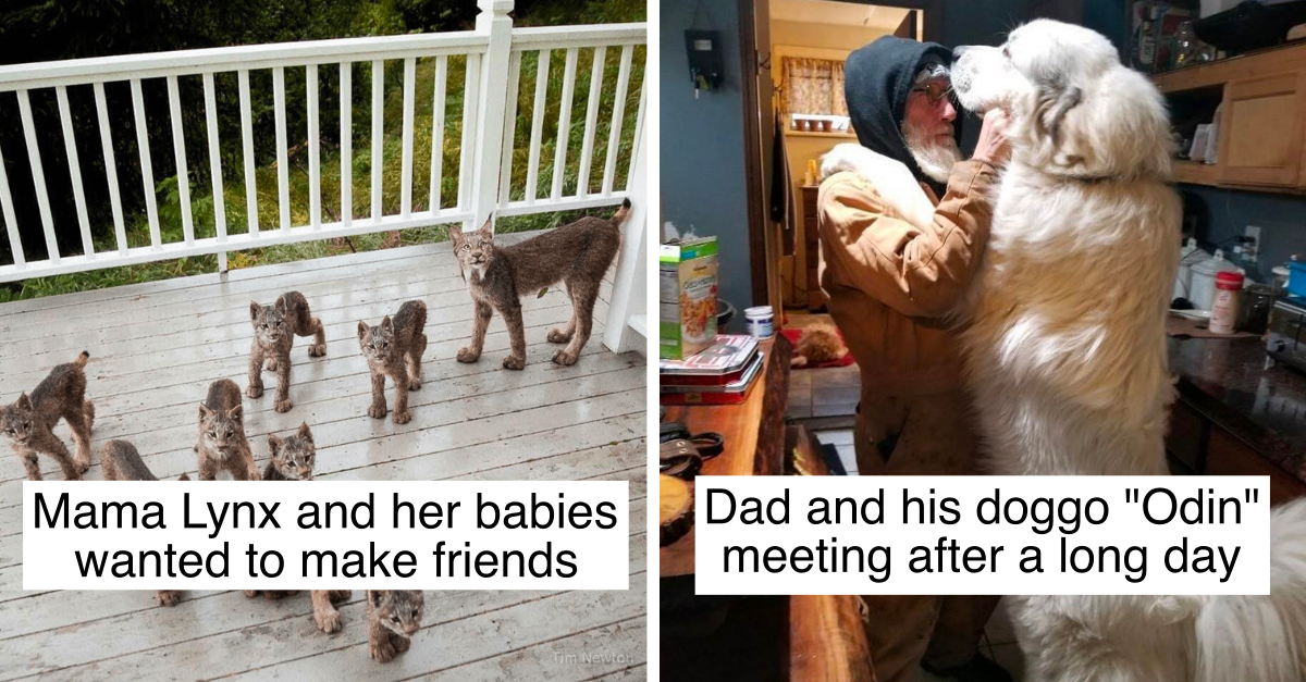 20 Photos Of Animal Cuteness That Prove It’s Impawssible To Ignore Them