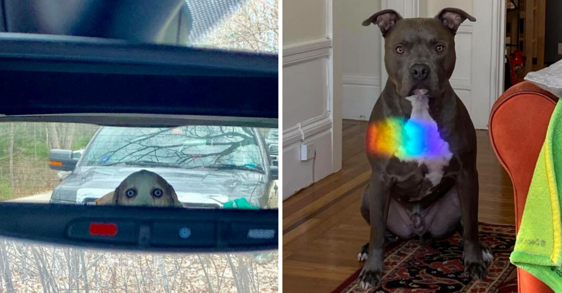 50 Hilarious Photos Of Animals With Very Powerful Auras