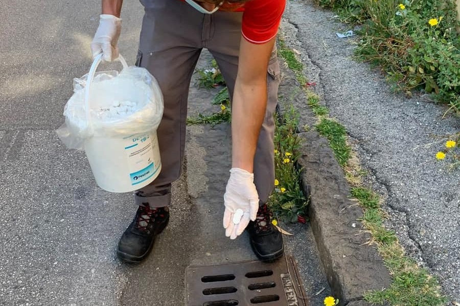Mosquito Larvae Control: Why It’s Crucial for a Bite-Free Summer