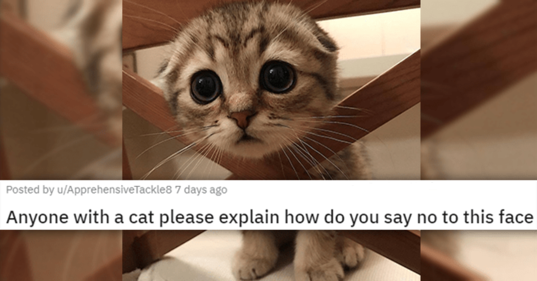 18 Adorable Animal Photos That Prove Beauty Has No Limits