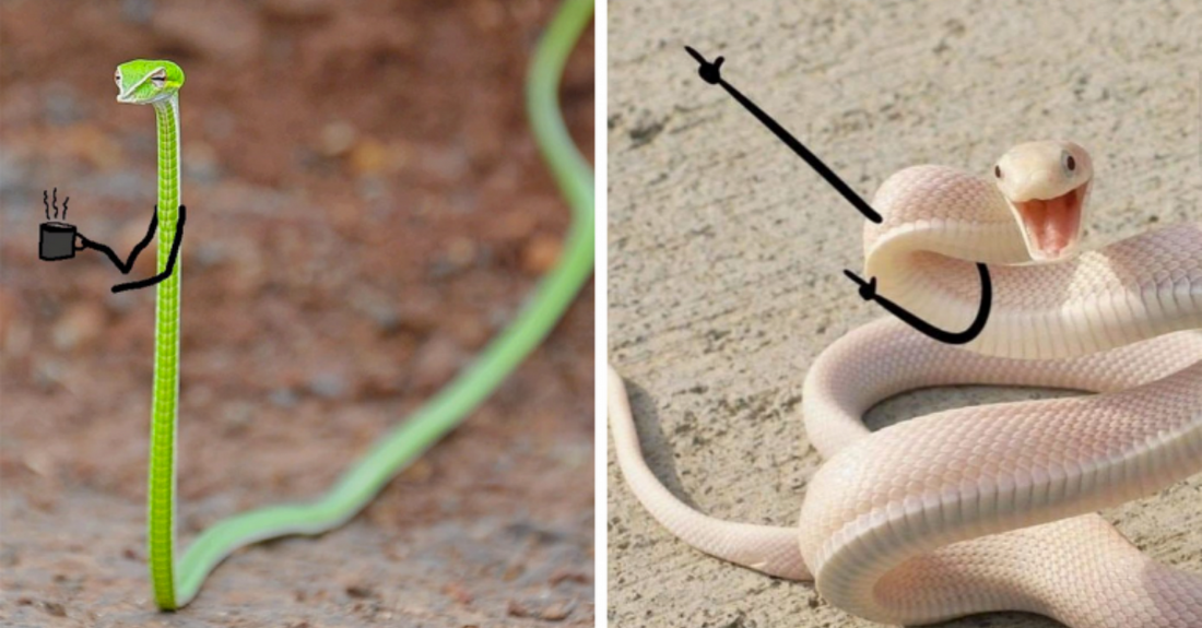People Are Doodling Arms On Snake Pictures And They Look Hysterical