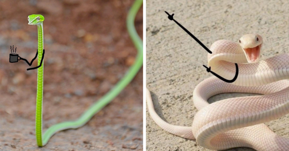 People Are Doodling Arms On Snake Pictures And They Look Hysterical