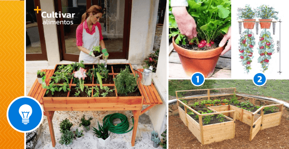 5 Foods you can grow at home - grandgoldman.com