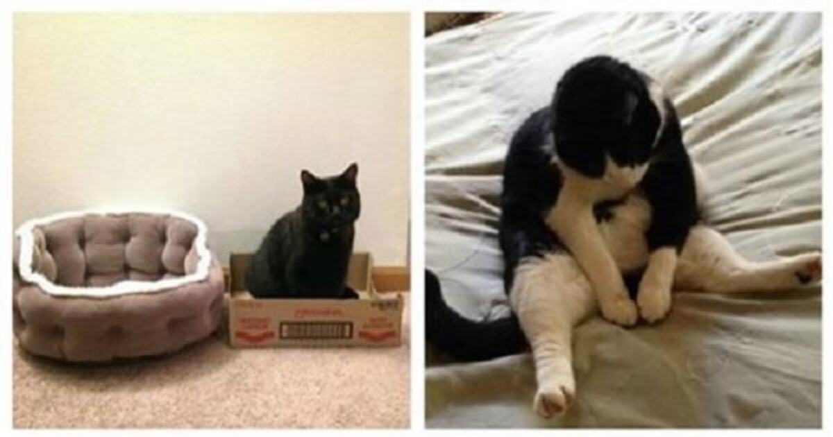 20 Truths About Having A Cat That All Cat Owners Should Accept - grandgoldman.com