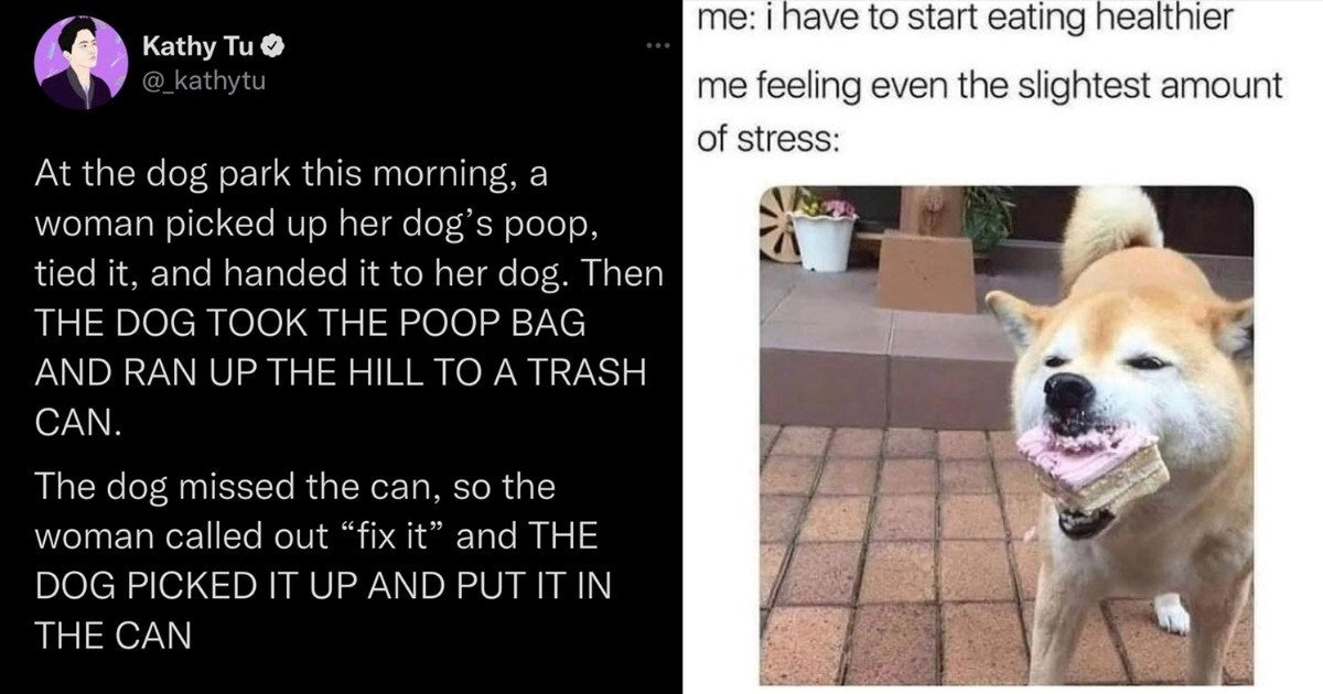 17 Of The Most Hilarious Dog Memes To Lift Your Mood