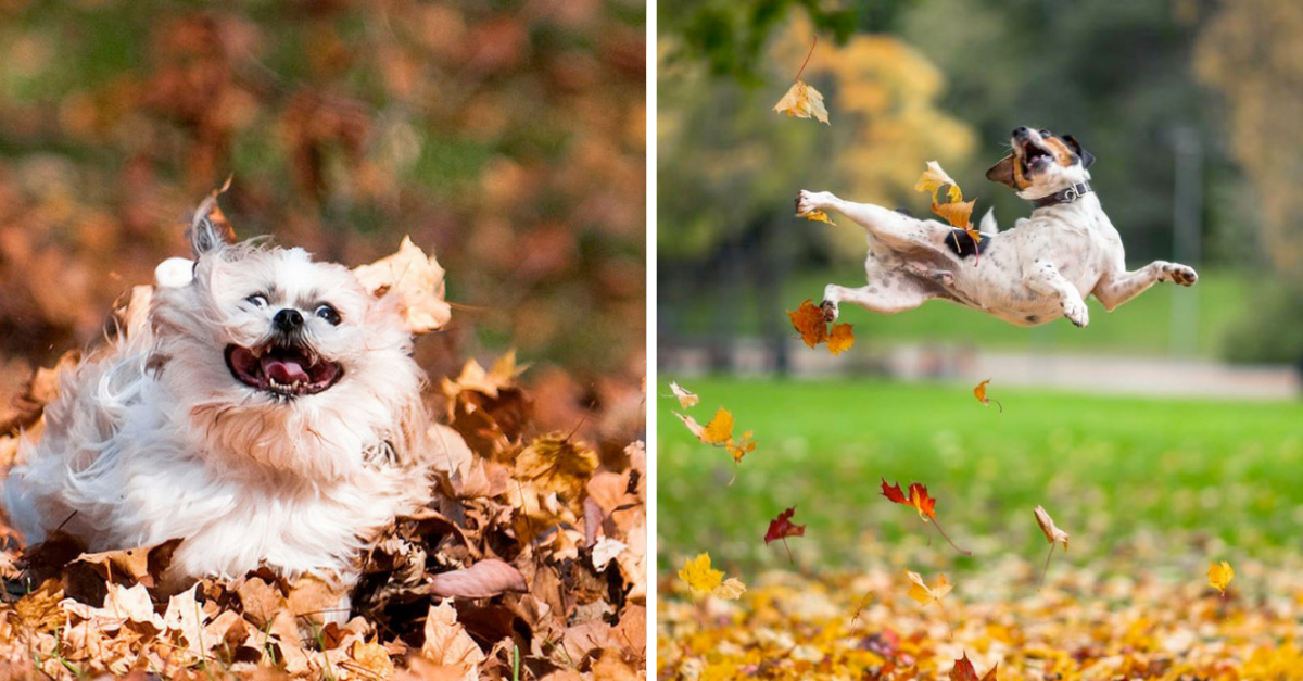 Hilarious Photos Of Dogs Enjoying Autumn Leaves