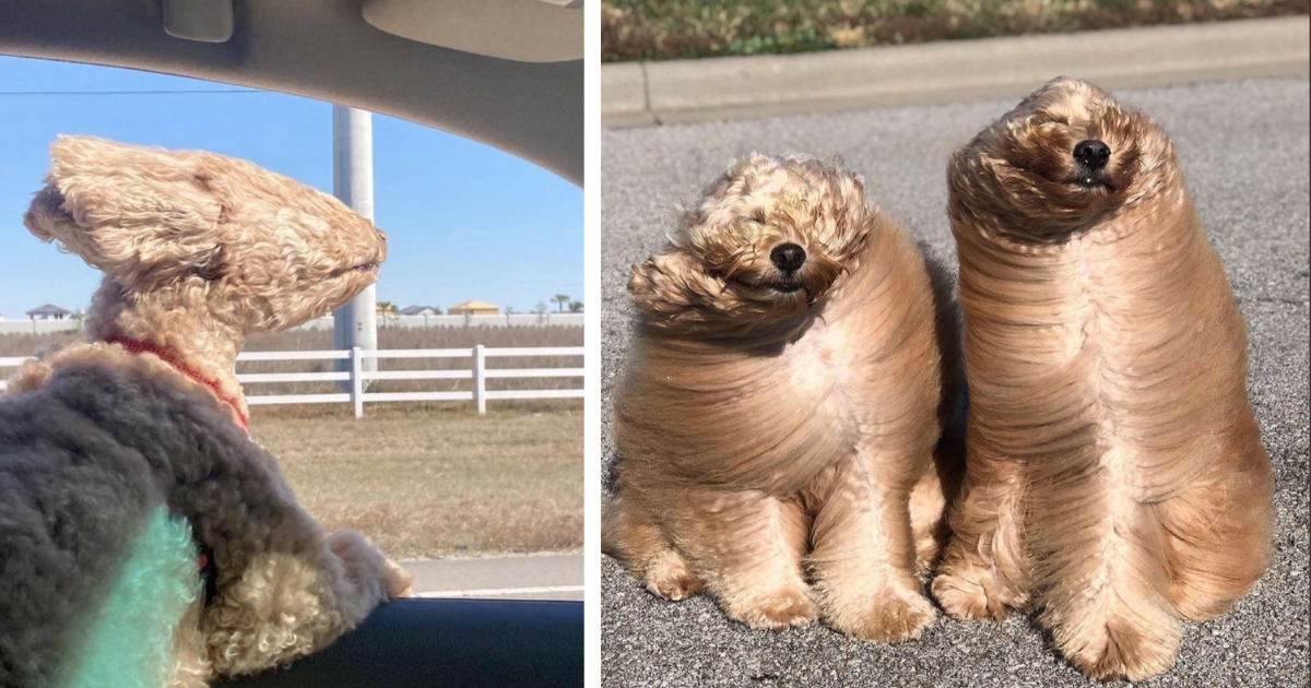 27 Pictures Of Dogs That Got Caught Up In A Little Wind While Breezing Through Life - grandgoldman.com