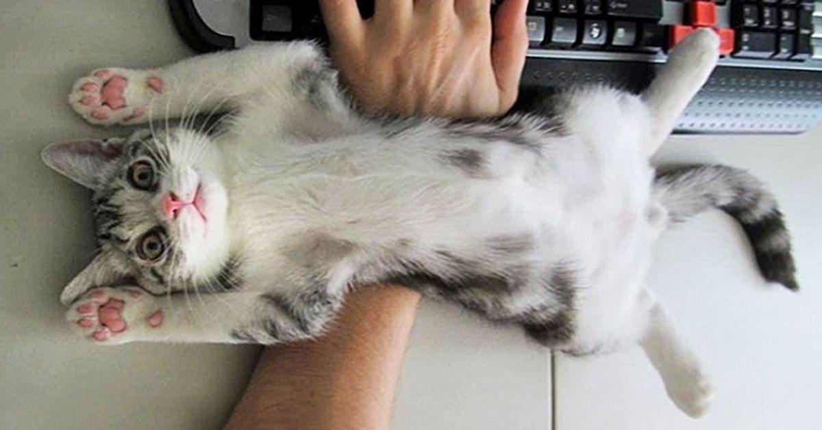 18 Cats Who Don’t Care About Your Personal Space And Live Like They Own The House