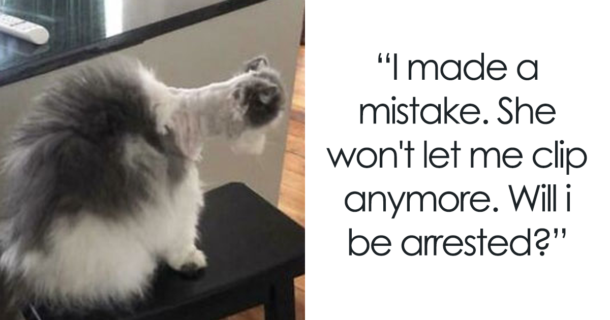 50 Times People Had To Look Twice When They Got Their Pets Back From Groomers - grandgoldman.com