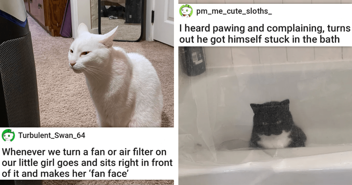 20 Times Cats Made Us Laugh With Their Adorableness