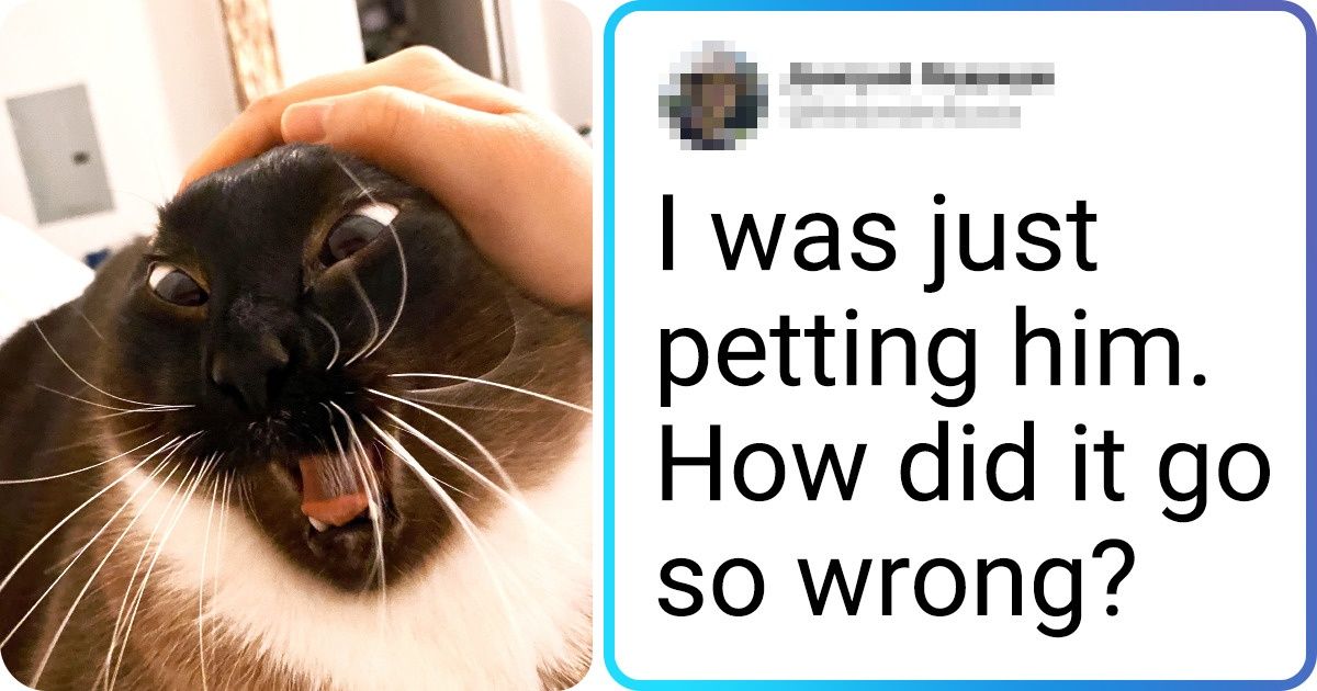 25 Animals Whose Vivid Emotions That Will Make Your Day Better - grandgoldman.com
