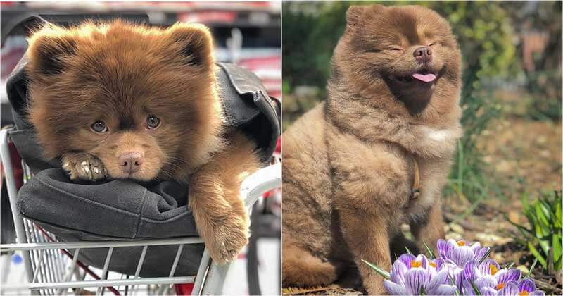 Puppy Abandoned Because Of Its Size Gets Rescued And Becomes An Instagram Star Overnight - grandgoldman.com