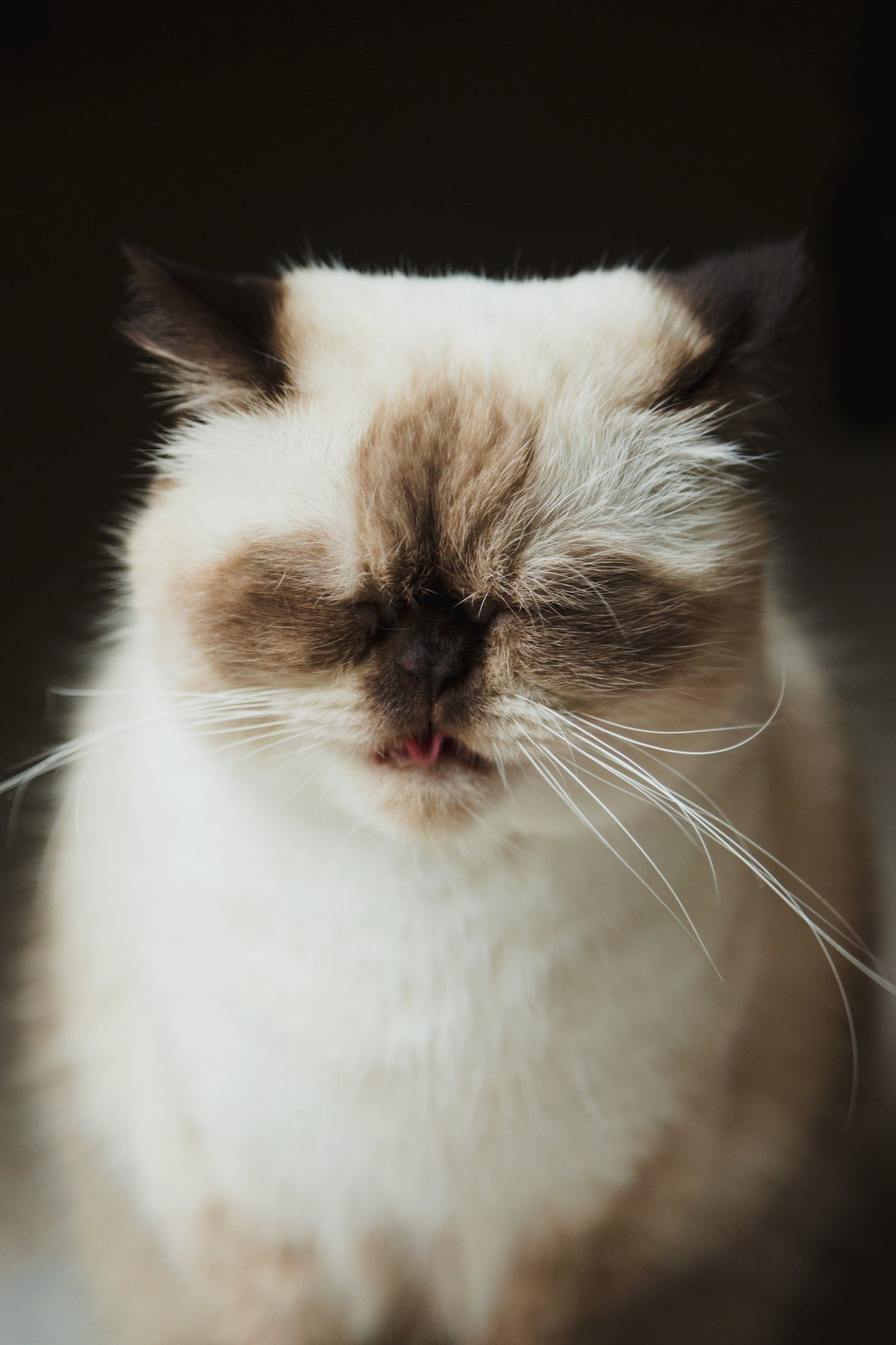 Cat DP Ideas: 44 Profile Pictures That Make Your Feed Purr (Guide)