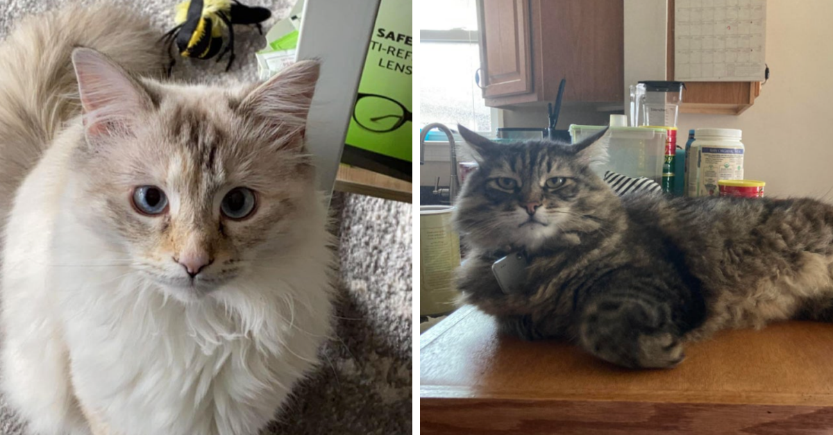 40 Beautiful Maine Coons Cats That Are Full Of Unconditional Love - grandgoldman.com