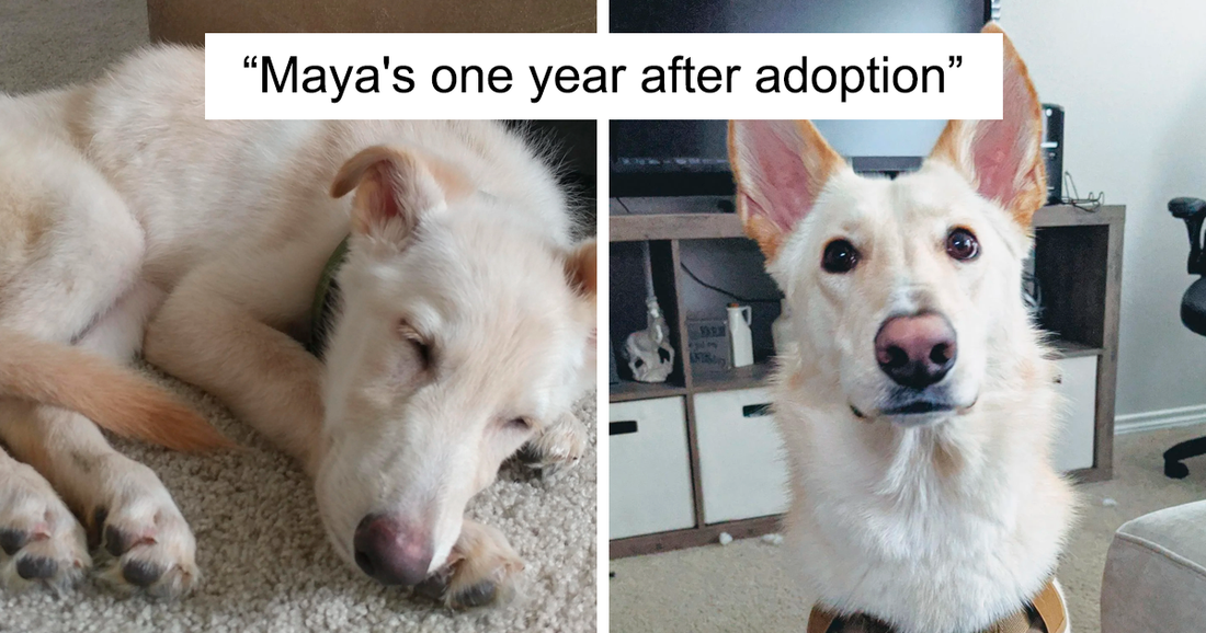 Before And After Adoption Photos Of Dogs That Prove How Life-Changing Rescue Is (New Pics)