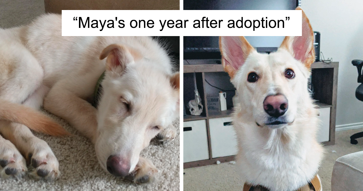 Before And After Adoption Photos Of Dogs That Prove How Life-Changing Rescue Is (New Pics)