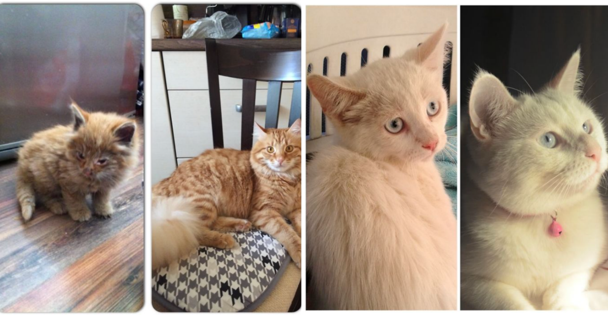 60 Cat Glow-ups After Adoption Changed Their Lives For Better - grandgoldman.com